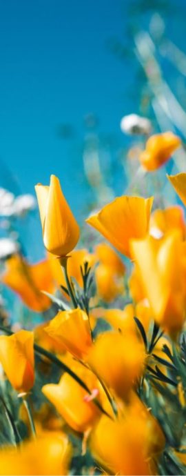 Finding Peace in Tranquil Scenes