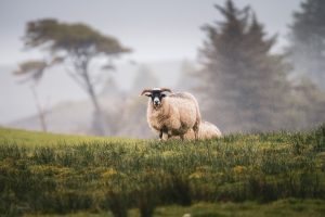 Schottland